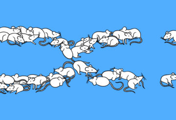 Illustration of research mice forming the letter 'X'.