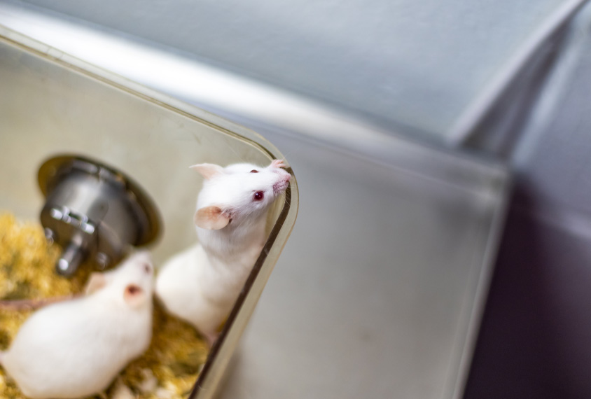 Two mice in cage with one peeping out.